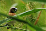 Chestnut-breasted Munia II by Louvargent