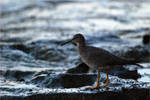 Wandering Tattler by Louvargent