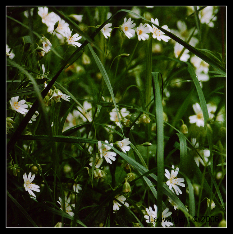 Stellaria holostea