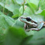 Frog Leaves