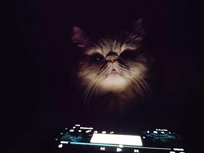 Samuel My 2nd Very Scary/Horrifying Cat (HELP ME!) by MrPancakesGuy on ...