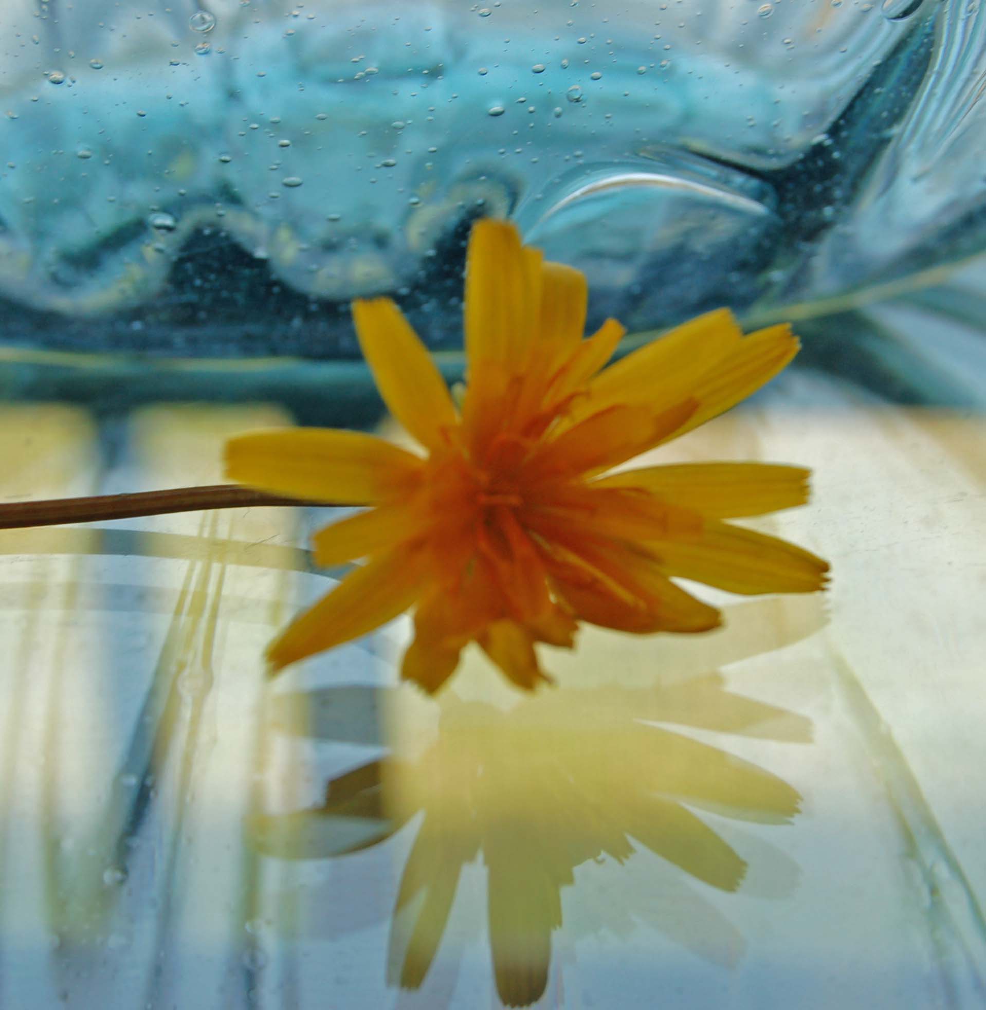 Flower and Vase Reflection