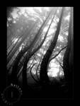 Summer 09- Fog Bound Woods III by OregonArtTeacher