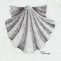 Seashell - Scallop