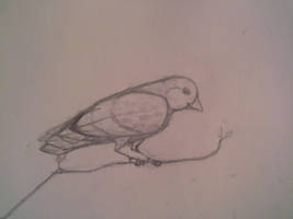 Felt like drawing a bird.