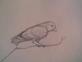 Felt like drawing a bird.