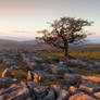 Yorkshire Dales tree