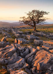 Malham tree