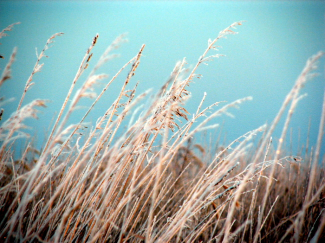 Frozen waves of grain