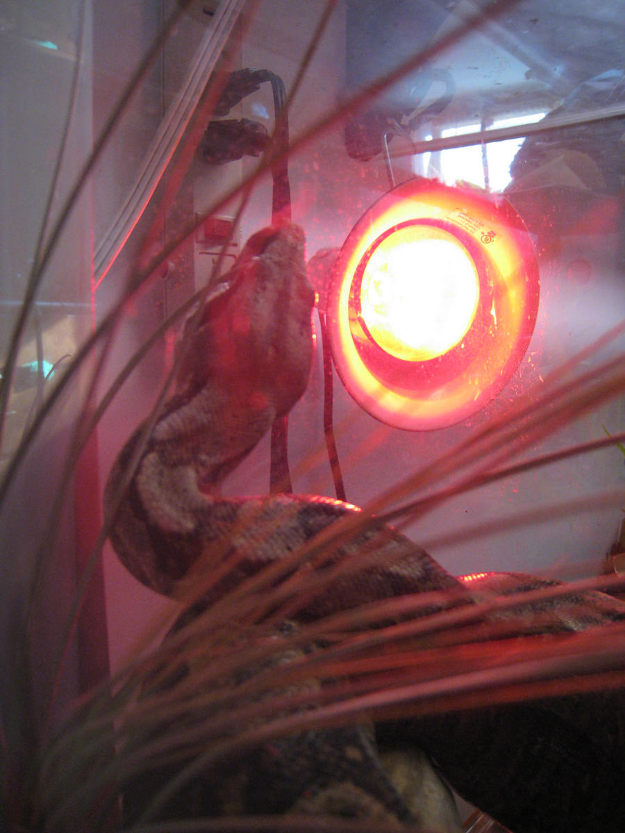 Queen Rizzla by skookyspry on DeviantArt