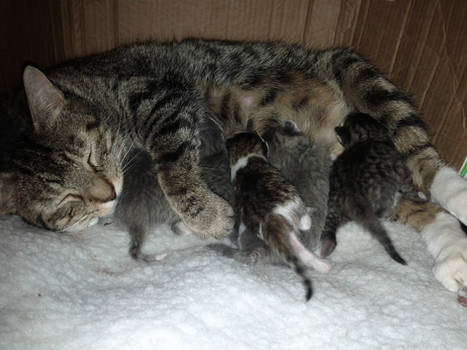 Mamma Kitty and family