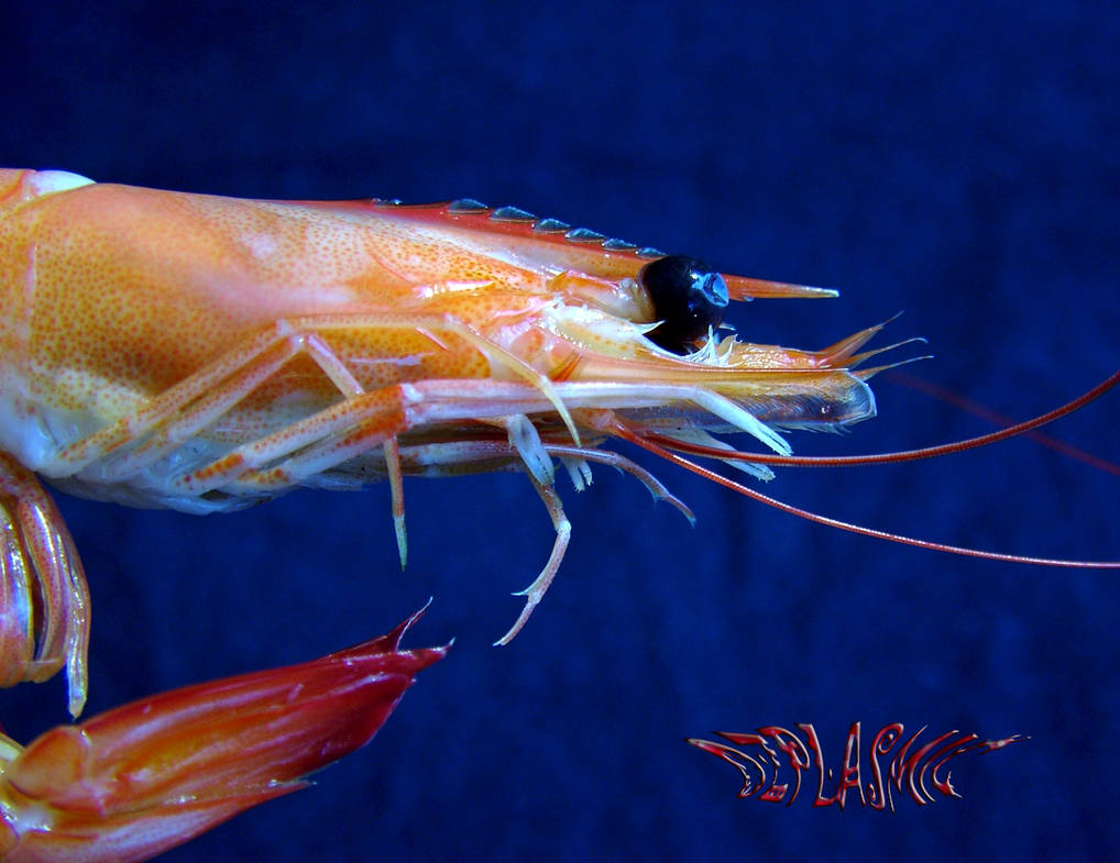 Spawn Prawns Spawn Prawn by ozplasmic on DeviantArt