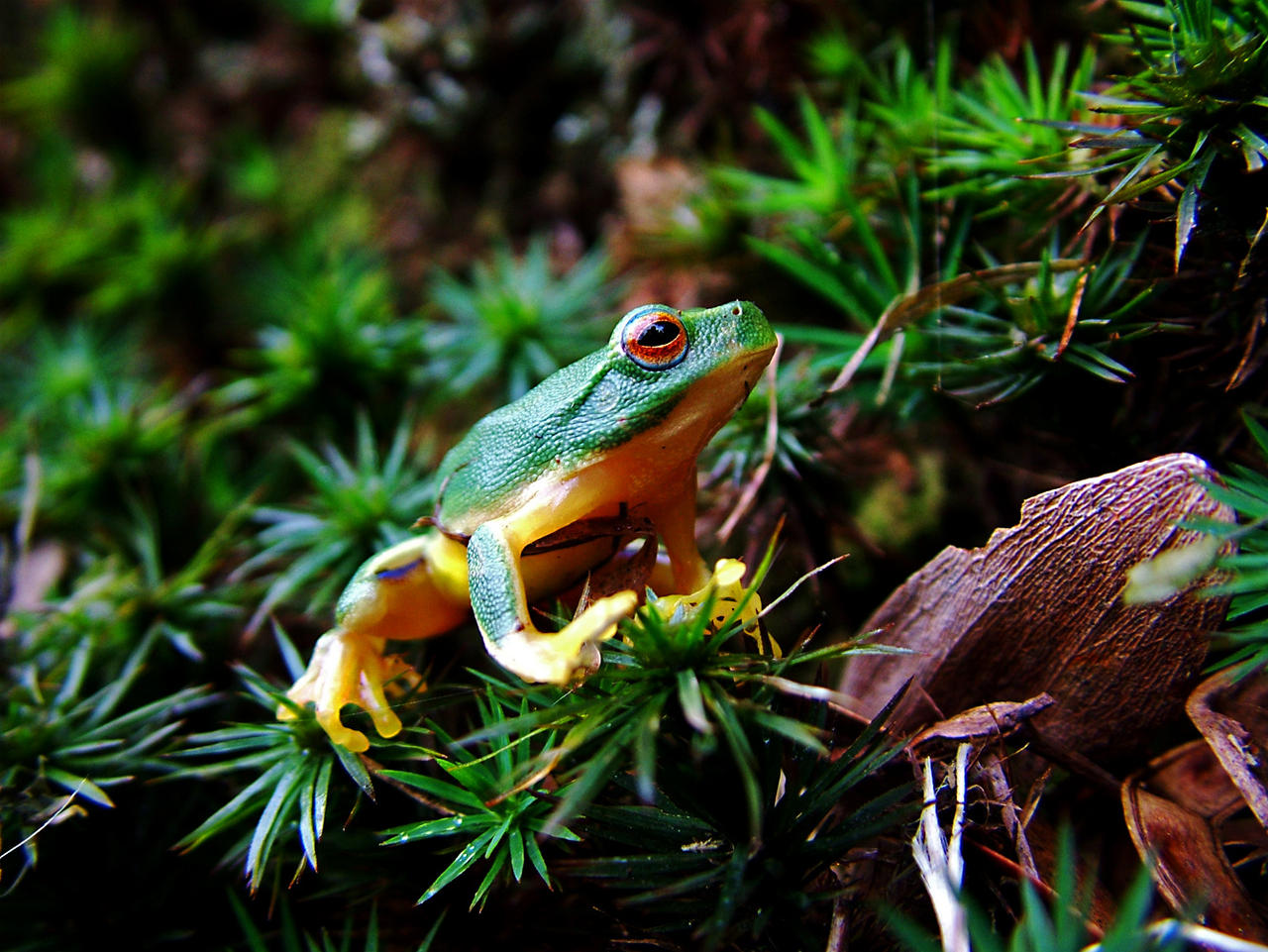 Frog Moss by ozplasmic on DeviantArt
