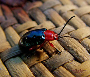 Jewel Beetle