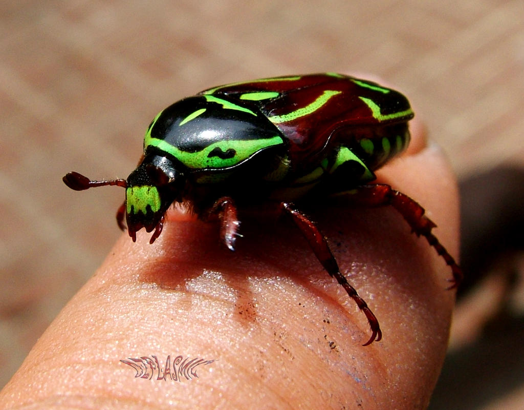 Fiddler Beetle by ozplasmic on DeviantArt