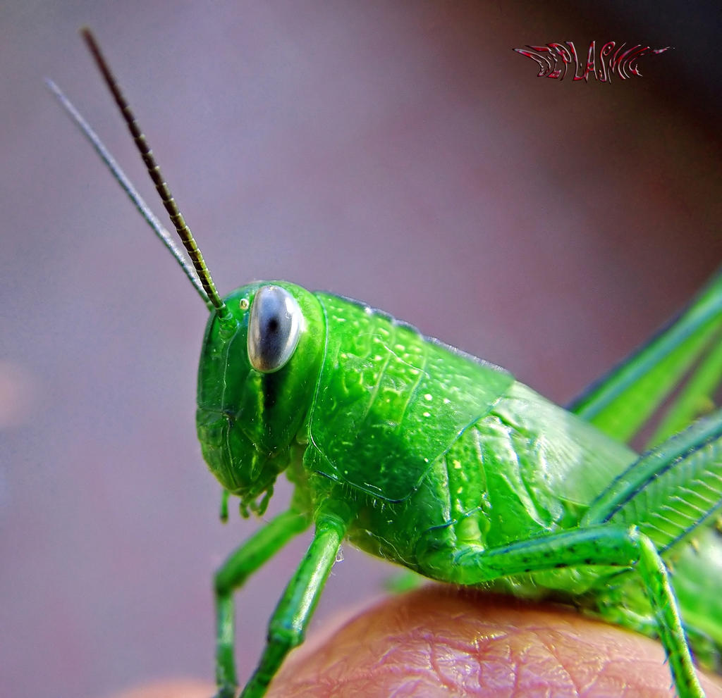 Bug in Hand