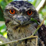 Frogmouth