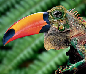 Toadcan-iguana