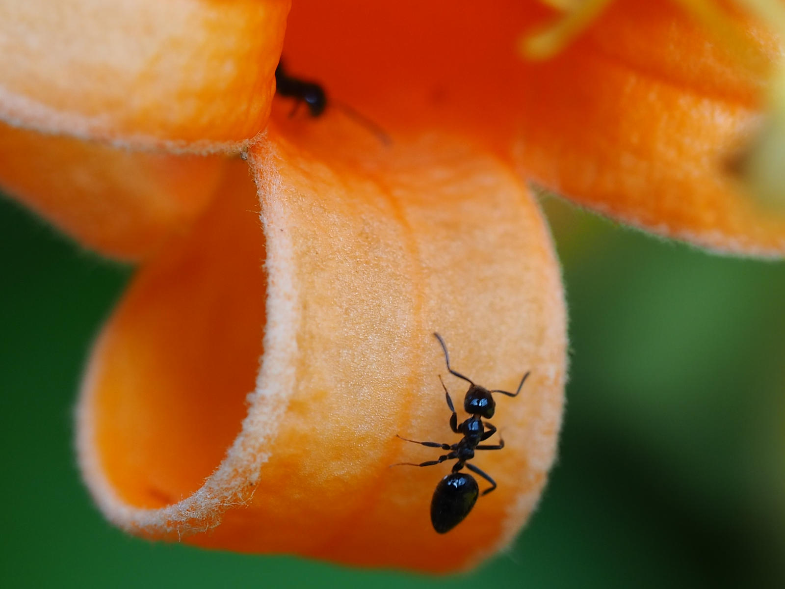 Tiny Ants By Ozplasmic On DeviantArt tiny-ants-by-ozplasmic-on-deviantart