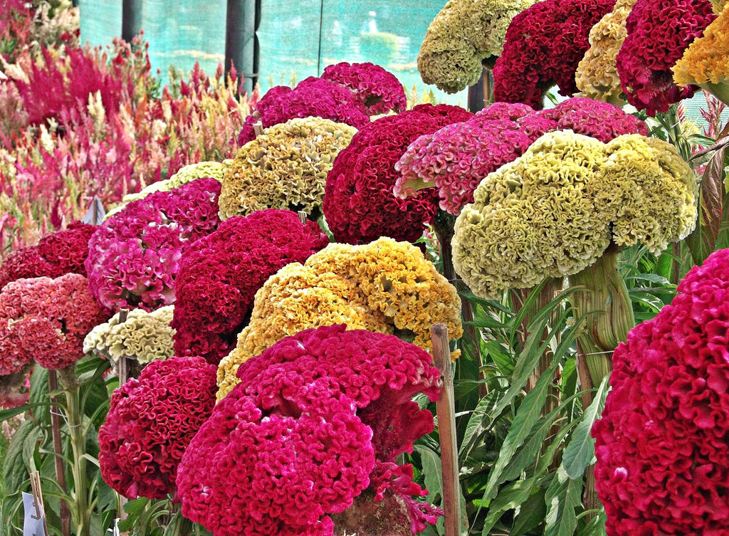 Cockscomb - Assorted by themale82 on DeviantArt
