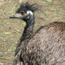 Emu Up Ahead