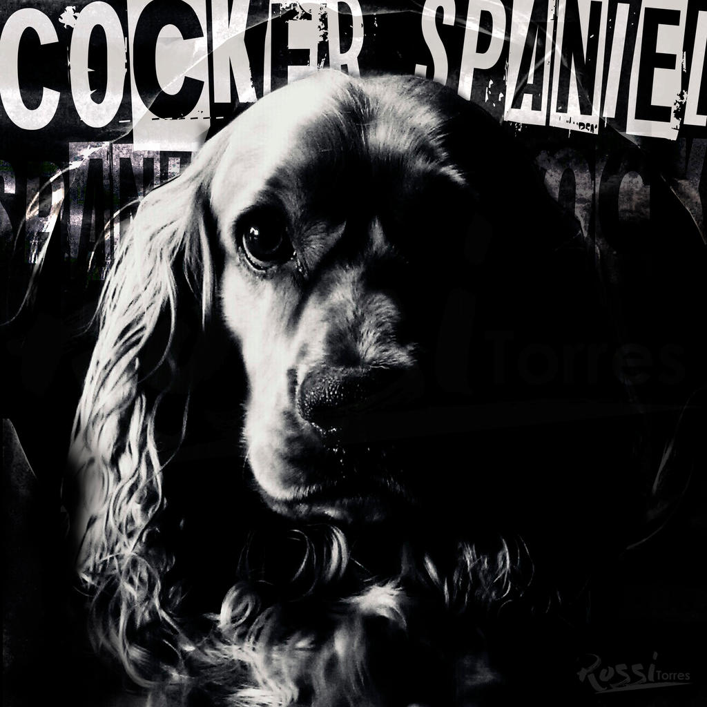 Cocker Spaniel Cover by RossiTorres
