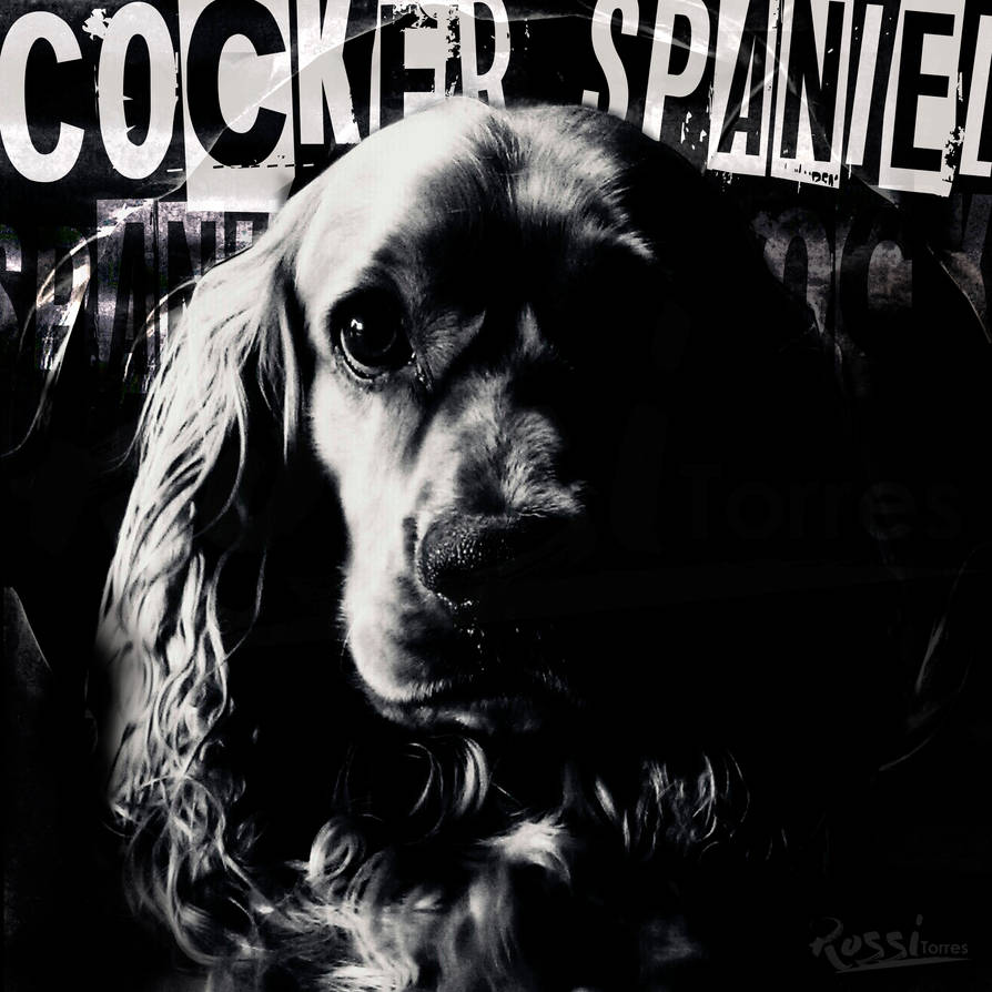 Cocker Spaniel Cover by RossiTorres
