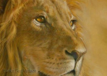 Lion close-up