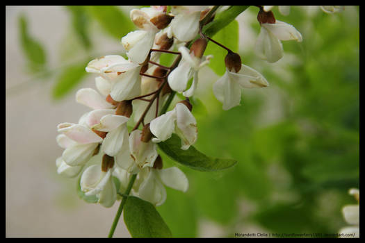 Robinia