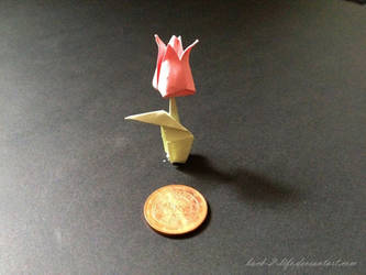 tiny tulip