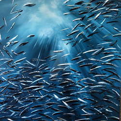 Sardine run