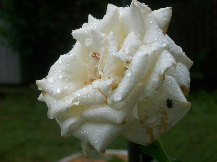 white rose wet