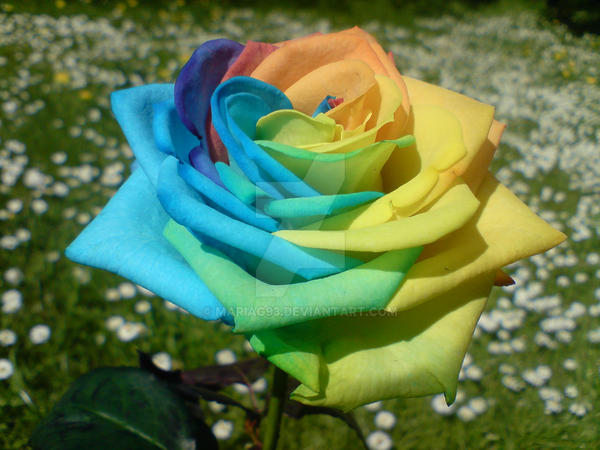 Colourful Rouse Colourful rose by MariaG93 on DeviantArt