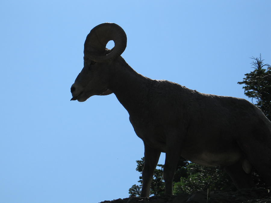 bighorn sheep with an attitude by the-twisted-vine