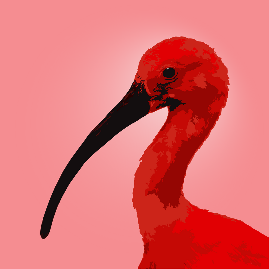 Scarlet Ibis by AravindTarugu on DeviantArt