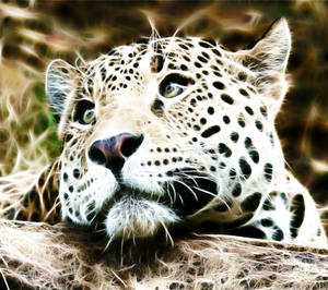 Fractalius baby leopard