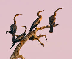 4 Anhingas