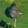 Common Moorhen