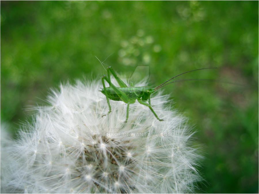 Grasshopper