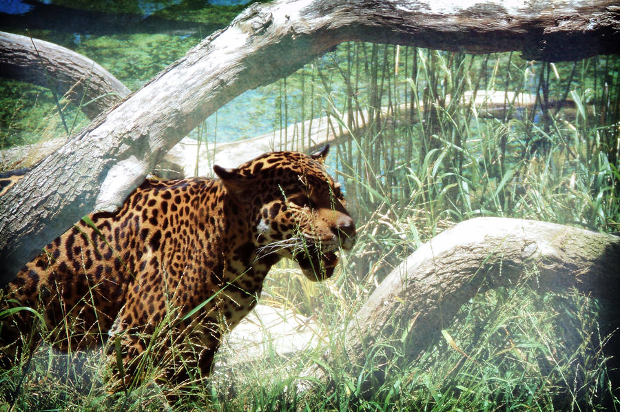 Dank Leopard More of This Dang Leopard by PunkRockPikachu on DeviantArt