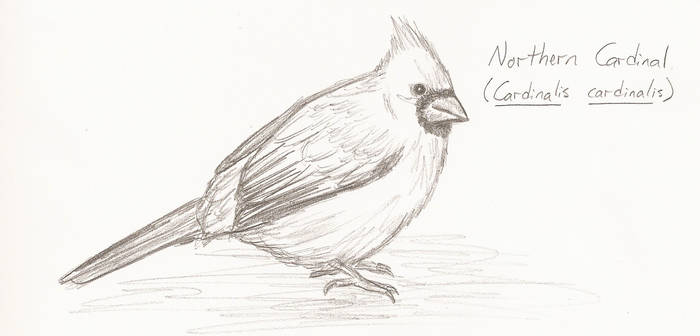 Cardinal: Northern