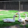 Three Goose Family At Zoo