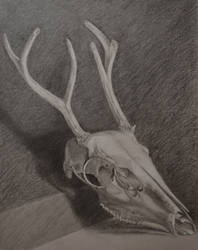 Drawing of a Deer Skull -  FINISHED