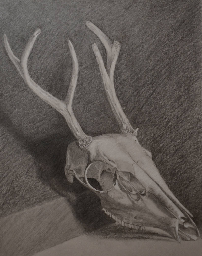 Drawing of a Deer Skull - FINISHED by stories-in-paper on DeviantArt