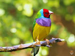 The colorful bird / vector / diego campos