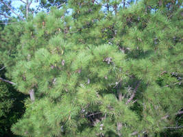 Pine Needle Texture