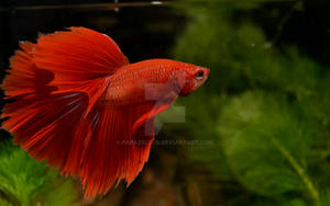 Betta Splendens