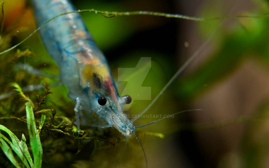 Blue Rili Shrimp - Neocaridina davidi by Parazelsus on DeviantArt