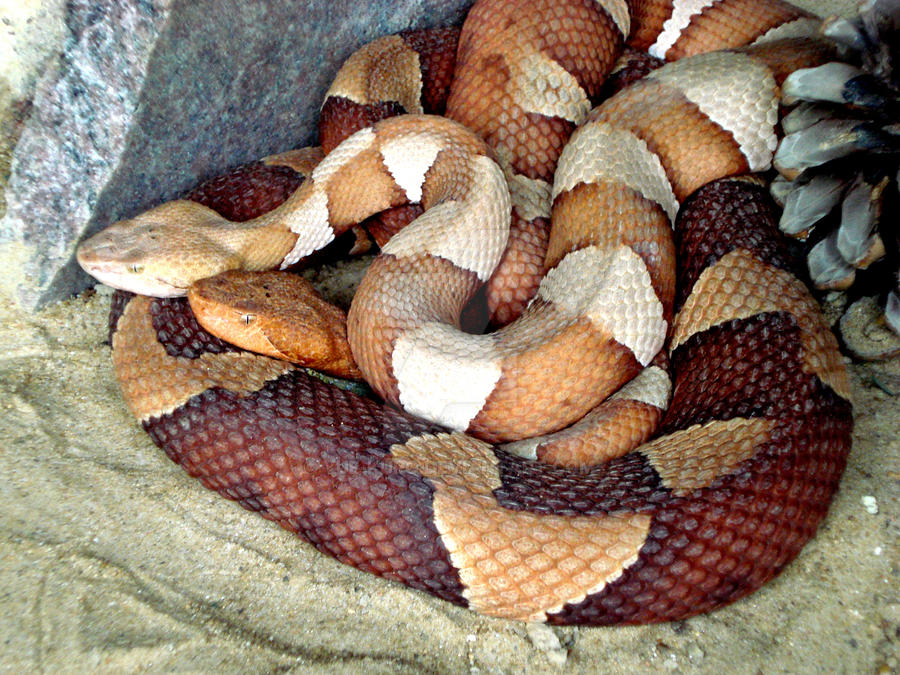 snake cuddling by Yue-kuro on DeviantArt