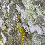 Lichen 